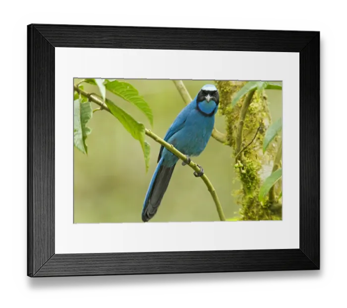 Framed Print : Turquoise Jay (Cyanolyca turcosa) adult, perched on twig in montane rainforest, Andes, Ecuador, November Framed Print : Turquoise Jay (Cyanolyca turcosa) adult, perched on twig in montane rainforest, Andes, Ecuador, November
