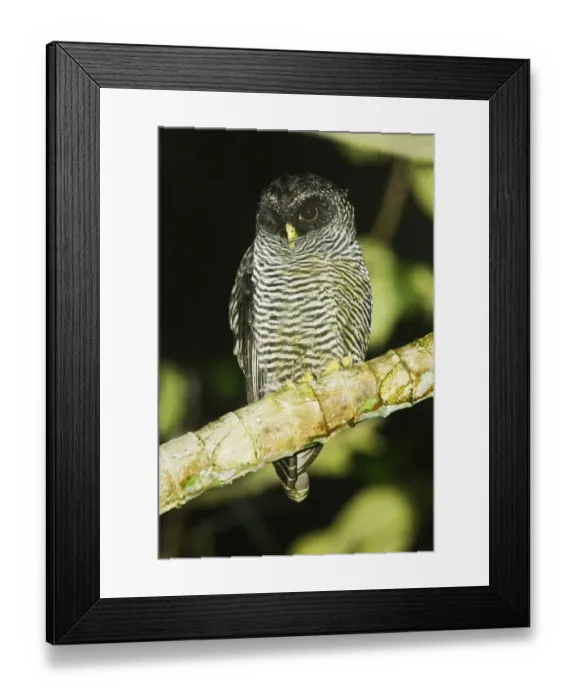 Framed Print : San Isidro Owl (Strix sp. ) Mystery Owl possibly new species or Black-and-white Owl (Strix nigrolineata) Framed Print : San Isidro Owl (Strix sp. ) Mystery Owl possibly new species or Black-and-white Owl (Strix nigrolineata)