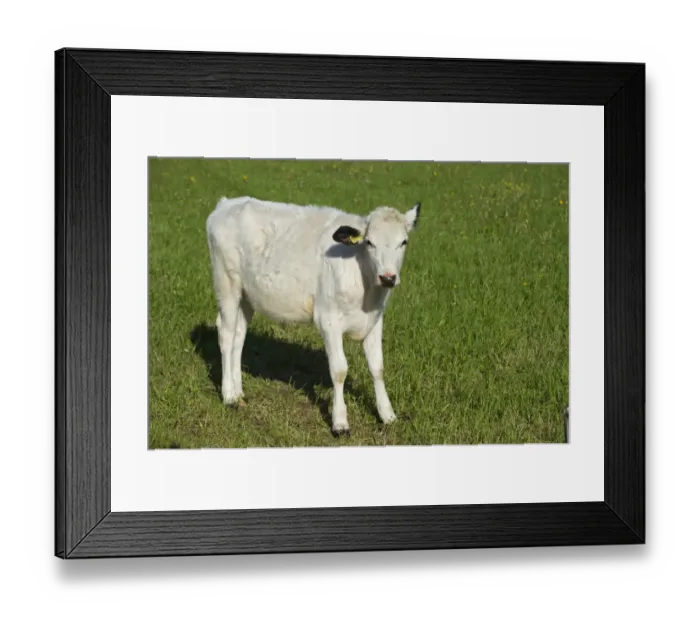 Framed Print : Domestic Cattle, Fjaell (Swedish Mountain), calf, with ear tag, standing in pasture, Sweden, may Framed Print : Domestic Cattle, Fjaell (Swedish Mountain), calf, with ear tag, standing in pasture, Sweden, may