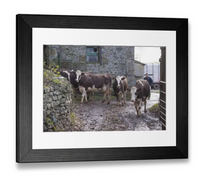 Framed Print : Domestic Cattle, Fleckvieh crossbreed cows, dairy herd standing in farmyard, Cumbria, England, November Framed Print : Domestic Cattle, Fleckvieh crossbreed cows, dairy herd standing in farmyard, Cumbria, England, November