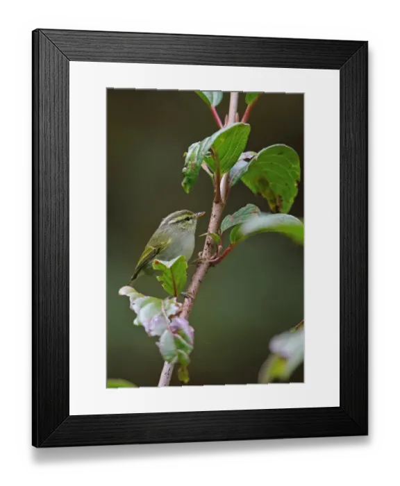 Framed Print : White-tailed Leaf-warbler (Phylloscopus davisoni davisoni) adult, perched on twig, Doi Inthanon N. P Framed Print : White-tailed Leaf-warbler (Phylloscopus davisoni davisoni) adult, perched on twig, Doi Inthanon N. P