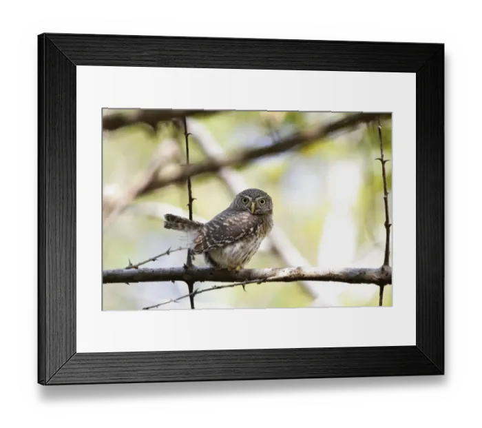 Framed Print : Cuban Pygmy-owl (Glaucidium siju) adult, perched on branch, Zapata Peninsula, Matanzas Province, Cuba, March
