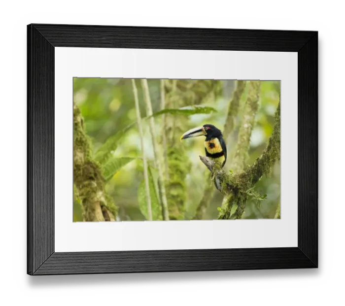 Framed Print : Pale-mandibled Aracari (Pteroglossus erythropygius) adult, perched on branch in montane rainforest, Andes, Ecuador Framed Print : Pale-mandibled Aracari (Pteroglossus erythropygius) adult, perched on branch in montane rainforest, Andes, Ecuador
