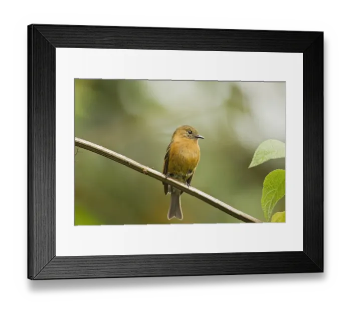 Framed Print : Cinnamon Flycatcher (Pyrrhomyias cinnamomea) adult, perched on stem in montane rainforest, San Isidro, Andes, Ecuador