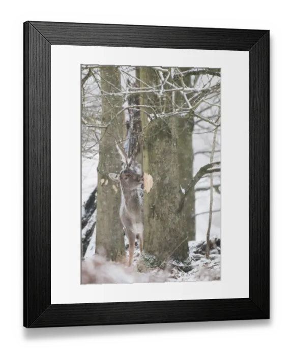Framed Print : Fallow Deer (Dama dama) mature buck, feeding, stripping tree bark in snow covered woodland during snowfall, Kent
