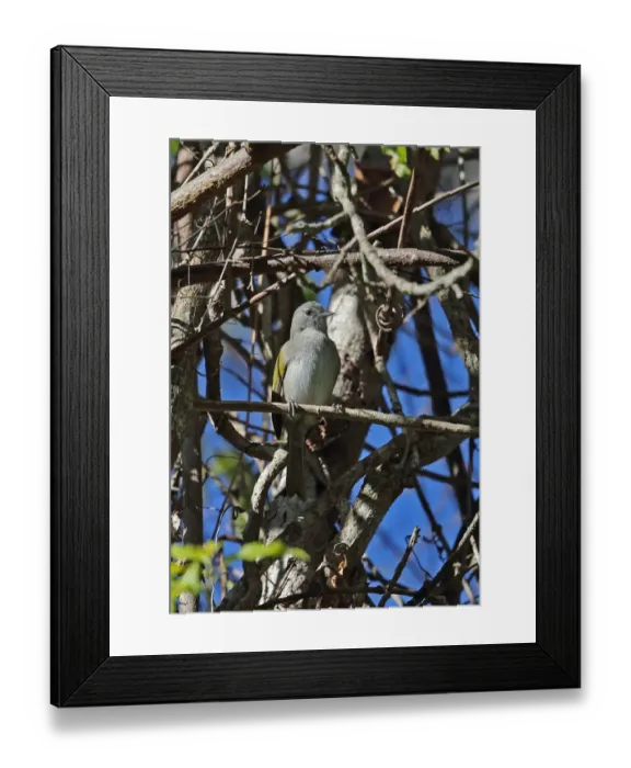 Framed Print : Green-tailed Warbler (Microligea palustris) adult, perched on twig, Bahoruco Mountains N. P. Dominican Republic, January Framed Print : Green-tailed Warbler (Microligea palustris) adult, perched on twig, Bahoruco Mountains N. P. Dominican Republic, January