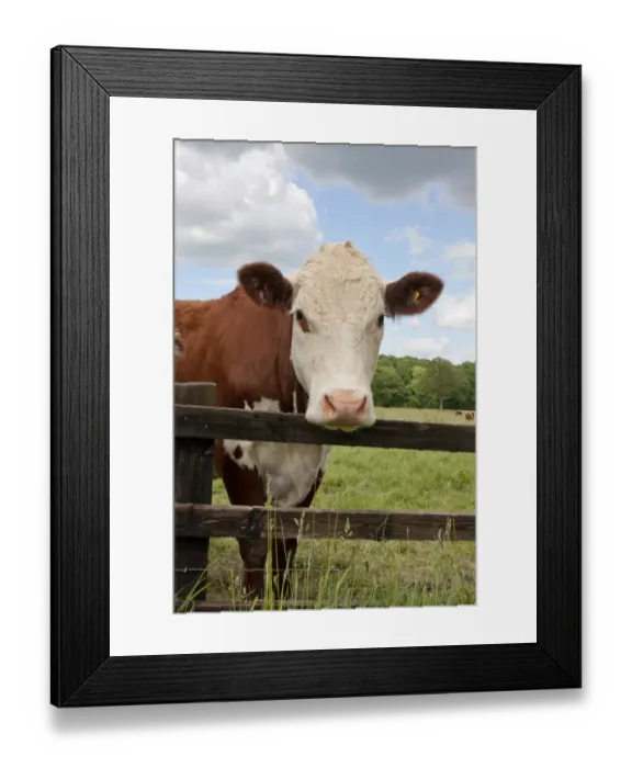 Framed Print : Domestic Cattle, Hereford cow, standing beside fence in pasture, Dunsfold Rhys, High Street Green, Chiddingfold Framed Print : Domestic Cattle, Hereford cow, standing beside fence in pasture, Dunsfold Rhys, High Street Green, Chiddingfold