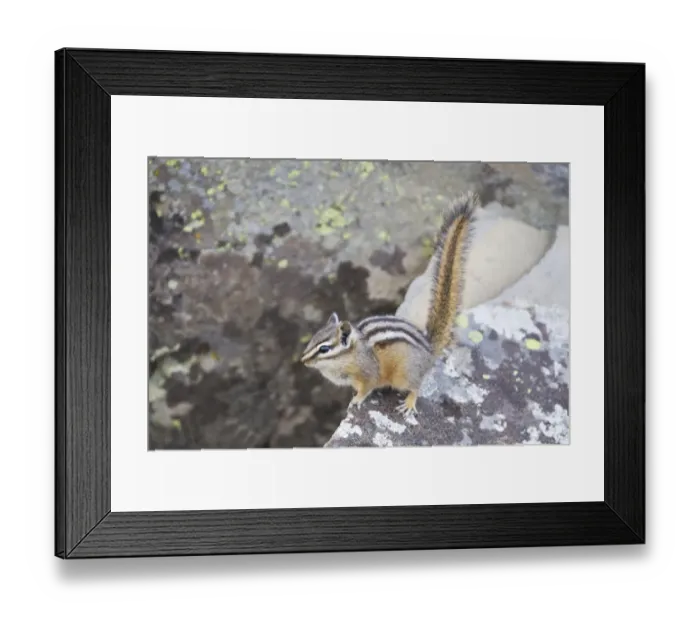 Framed Print : Least Chipmunk (Tamias minimus) adult, standing on rock, Yellowstone N. P. Wyoming, U. S. A. September Framed Print : Least Chipmunk (Tamias minimus) adult, standing on rock, Yellowstone N. P. Wyoming, U. S. A. September