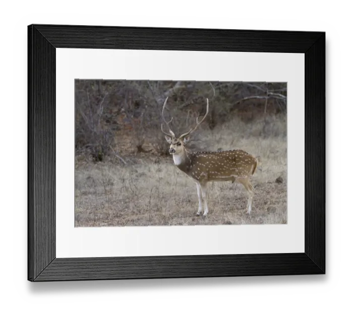 Framed Print : Spotted Deer (Axis axis) adult male, standing, Ranthambore N. P. Rajasthan, India, March Framed Print : Spotted Deer (Axis axis) adult male, standing, Ranthambore N. P. Rajasthan, India, March