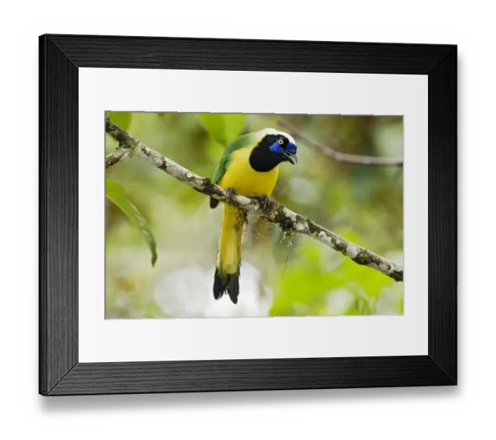 Framed Print : Inca Jay (Cyanocorax yncas) adult, perched on branch in montane rainforest, San Isidro, Andes, Ecuador, November Framed Print : Inca Jay (Cyanocorax yncas) adult, perched on branch in montane rainforest, San Isidro, Andes, Ecuador, November
