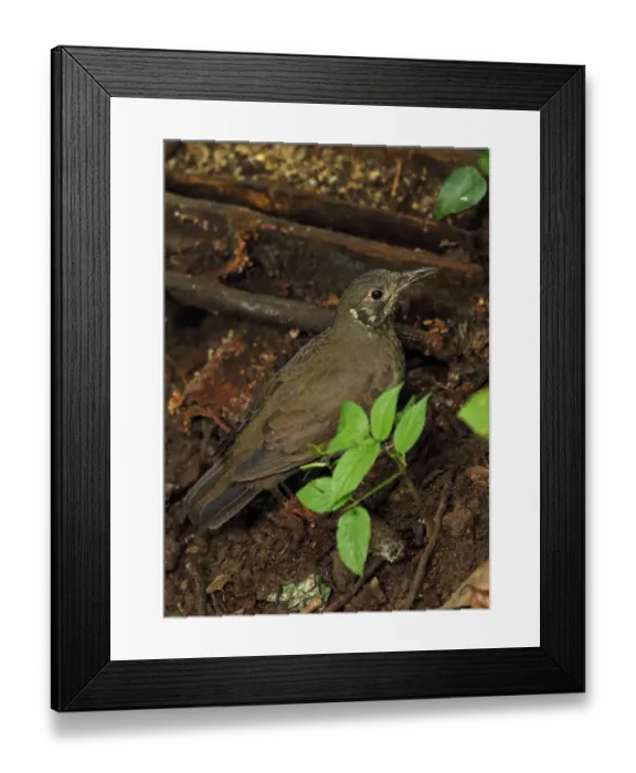 Framed Print : Dark-sided Thrush (Zoothera marginata) adult, feeding on forest floor, Doi Inthanon N. P Framed Print : Dark-sided Thrush (Zoothera marginata) adult, feeding on forest floor, Doi Inthanon N. P
