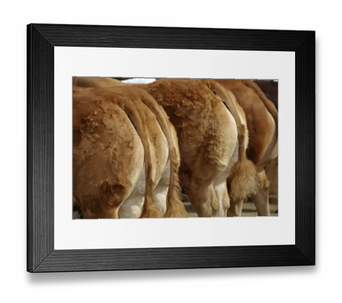 Framed Print : Domestic Cattle, Limousin, close-up of groomed rumps and tails at agricultural show, Yorkshire, England, July Framed Print : Domestic Cattle, Limousin, close-up of groomed rumps and tails at agricultural show, Yorkshire, England, July