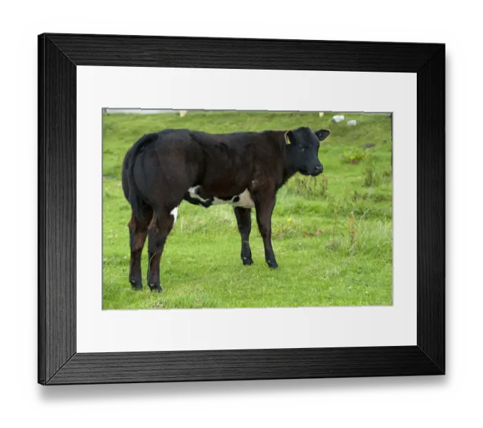 Framed Print : Domestic Cattle, beef suckler calf, standing in pasture, Isle of Tiree, Inner Hebrides, Scotland, August