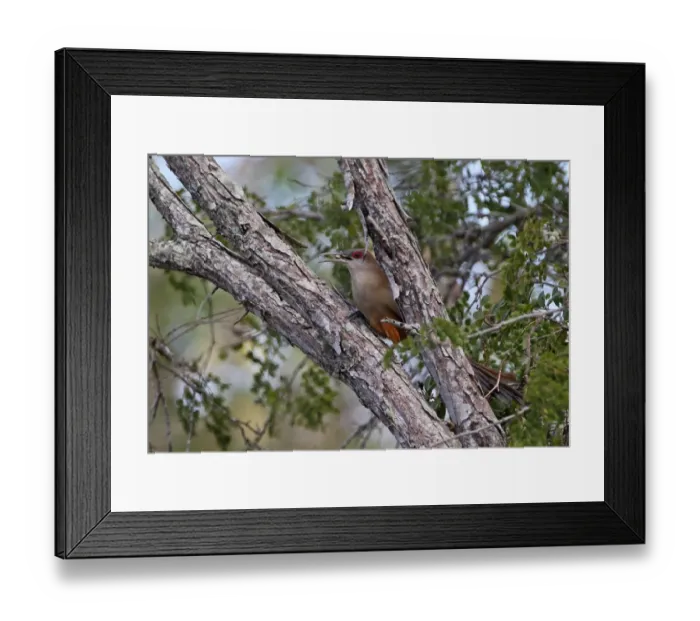 Framed Print : Great Lizard-cuckoo (Saurothera merlini merlini) adult, with snail prey in beak, perched on branch, La Belen