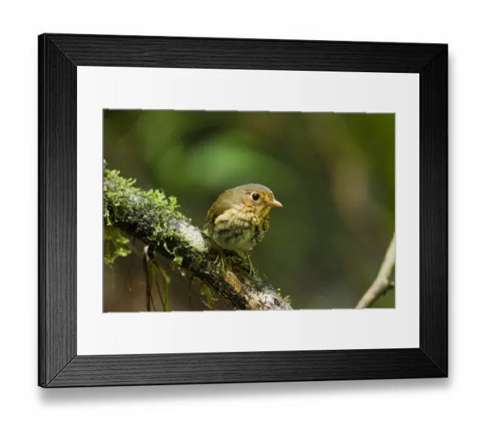 Framed Print : Ochre-breasted Antpitta (Grallaricula flavirostris) adult, perched on branch in montane rainforest, Angel Paz, Andes Framed Print : Ochre-breasted Antpitta (Grallaricula flavirostris) adult, perched on branch in montane rainforest, Angel Paz, Andes