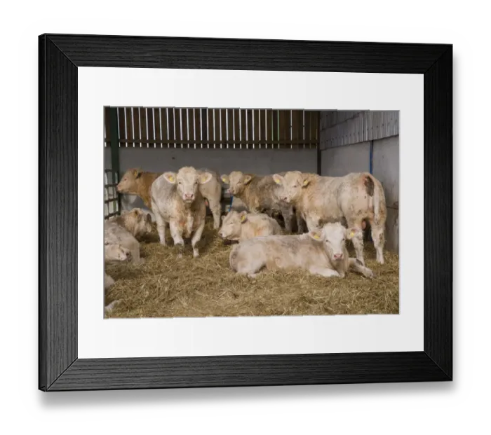 Framed Print : Domestic Cattle, Charolais young bulls, herd in straw yard, Malton, North Yorkshire, England, November Framed Print : Domestic Cattle, Charolais young bulls, herd in straw yard, Malton, North Yorkshire, England, November