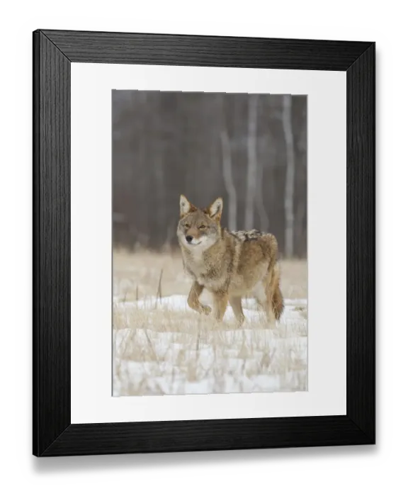 Framed Print : Coyote (Canis latrans) adult, standing alert in snow covered field, Minnesota, U. S. A. January (captive) Framed Print : Coyote (Canis latrans) adult, standing alert in snow covered field, Minnesota, U. S. A. January (captive)