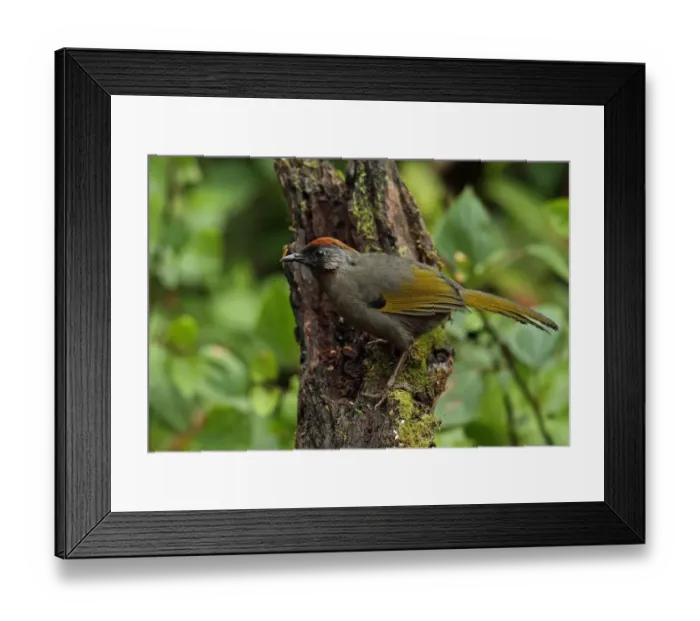 Framed Print : Silver-eared Laughingthrush (Trochalopteron melanostigma) adult, perched on stump, Doi Lang, Doi Pha Hom Pok N. P Framed Print : Silver-eared Laughingthrush (Trochalopteron melanostigma) adult, perched on stump, Doi Lang, Doi Pha Hom Pok N. P