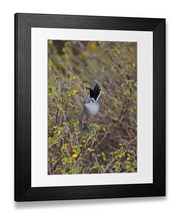 Framed Print : Cuban Gnatcatcher (Polioptila lembeyei) adult male, perched in bush, Cayo Coco, Jardines del Rey Framed Print : Cuban Gnatcatcher (Polioptila lembeyei) adult male, perched in bush, Cayo Coco, Jardines del Rey