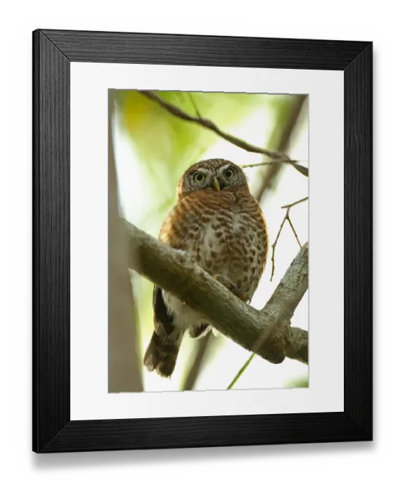 Framed Print : Cuban Pygmy-owl (Glaucidium siju siju) adult, perched on branch, Zapata Peninsula, Matanzas Province, Cuba, March Framed Print : Cuban Pygmy-owl (Glaucidium siju siju) adult, perched on branch, Zapata Peninsula, Matanzas Province, Cuba, March