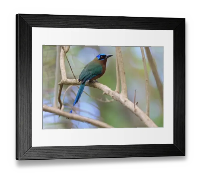 Framed Print : Trinidad Motmot (Momotus bahamensis) adult, perched on branch, Tobago, Trinidad and Tobago, May Framed Print : Trinidad Motmot (Momotus bahamensis) adult, perched on branch, Tobago, Trinidad and Tobago, May