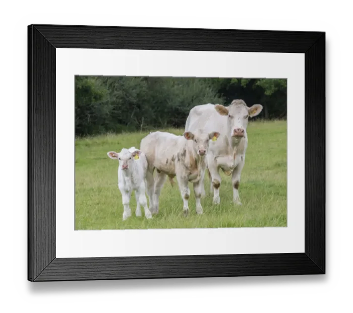 Framed Print : Domestic Cattle, Charolais cow and calves, standing in pasture, Stockport, Cheshire, England, August Framed Print : Domestic Cattle, Charolais cow and calves, standing in pasture, Stockport, Cheshire, England, August