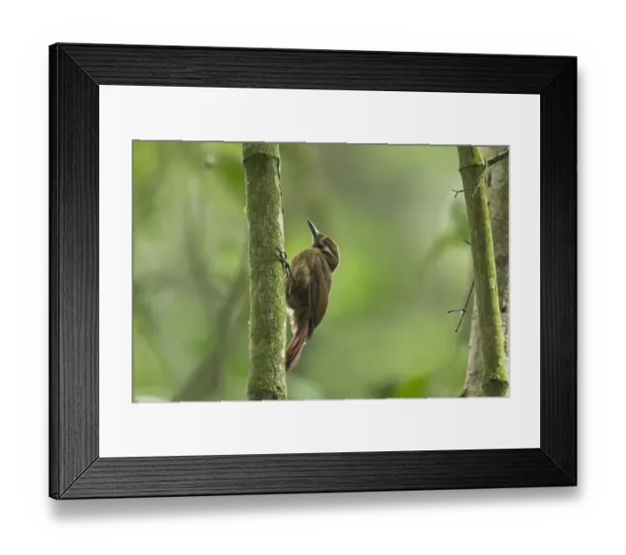 Framed Print : Tyrannine Woodcreeper (Dendrocincla tyrannina) adult, clinging to branch in montane rainforest, Andes, Ecuador Framed Print : Tyrannine Woodcreeper (Dendrocincla tyrannina) adult, clinging to branch in montane rainforest, Andes, Ecuador