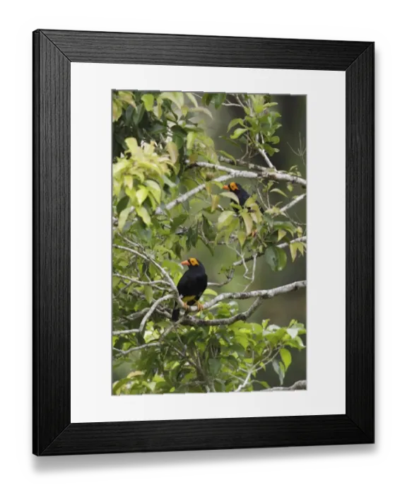Framed Print : Long-tailed Myna (Mino kreffti) adult pair, perched in tree, Lelet Plateau, New Ireland, Bismarck Archipelago Framed Print : Long-tailed Myna (Mino kreffti) adult pair, perched in tree, Lelet Plateau, New Ireland, Bismarck Archipelago