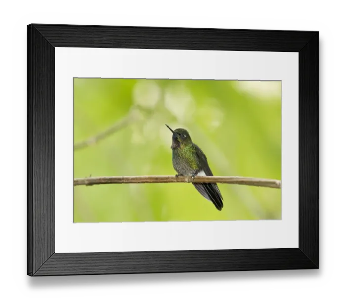 Framed Print : Tourmaline Sunangel (Heliangelus exortis) adult male, perched on twig in montane rainforest, Andes, Ecuador, November Framed Print : Tourmaline Sunangel (Heliangelus exortis) adult male, perched on twig in montane rainforest, Andes, Ecuador, November