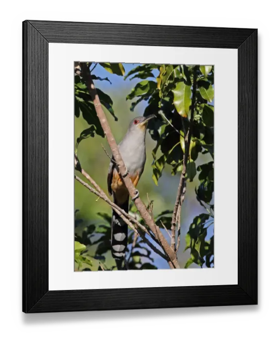 Framed Print : Hispaniolan Lizard-cuckoo (Coccyzus longirostris) adult, perched on branch, Jaragua N. P. Dominican Republic, January Framed Print : Hispaniolan Lizard-cuckoo (Coccyzus longirostris) adult, perched on branch, Jaragua N. P. Dominican Republic, January