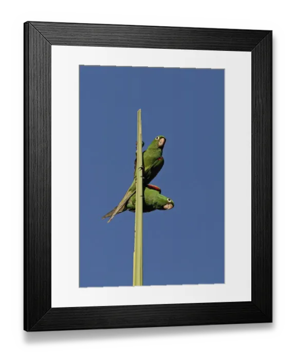 Framed Print : Hispaniolan Parakeet (Psittacara chloroptera) adult pair, perched on top spike of palm tree, Botanical Gardens