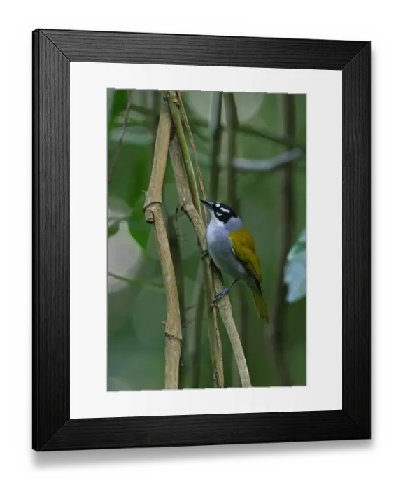 Framed Print : Black-crowned Palm-tanager (Phaenicophilus palmarum) adult, perched on vine, Bahoruco Mountains N. P Framed Print : Black-crowned Palm-tanager (Phaenicophilus palmarum) adult, perched on vine, Bahoruco Mountains N. P