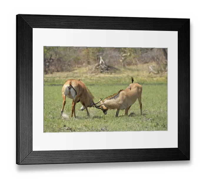 Framed Print : Roan Antelope (Hippotragus equinus) two adult males, fighting, Kafue N. P. Zambia, September Framed Print : Roan Antelope (Hippotragus equinus) two adult males, fighting, Kafue N. P. Zambia, September