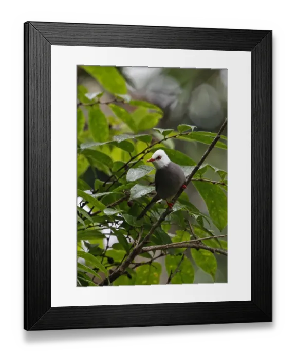 Framed Print : White-headed Bulbul (Hypsipetes thompsoni) adult, perched in fruiting tree, Doi Inthanon N. P Framed Print : White-headed Bulbul (Hypsipetes thompsoni) adult, perched in fruiting tree, Doi Inthanon N. P