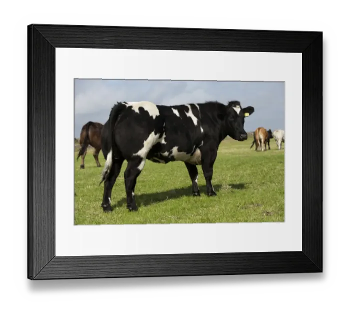 Framed Print : Domestic Cattle, British Blue heifer, standing in pasture, Isle of Tiree, Inner Hebrides, Scotland, August Framed Print : Domestic Cattle, British Blue heifer, standing in pasture, Isle of Tiree, Inner Hebrides, Scotland, August