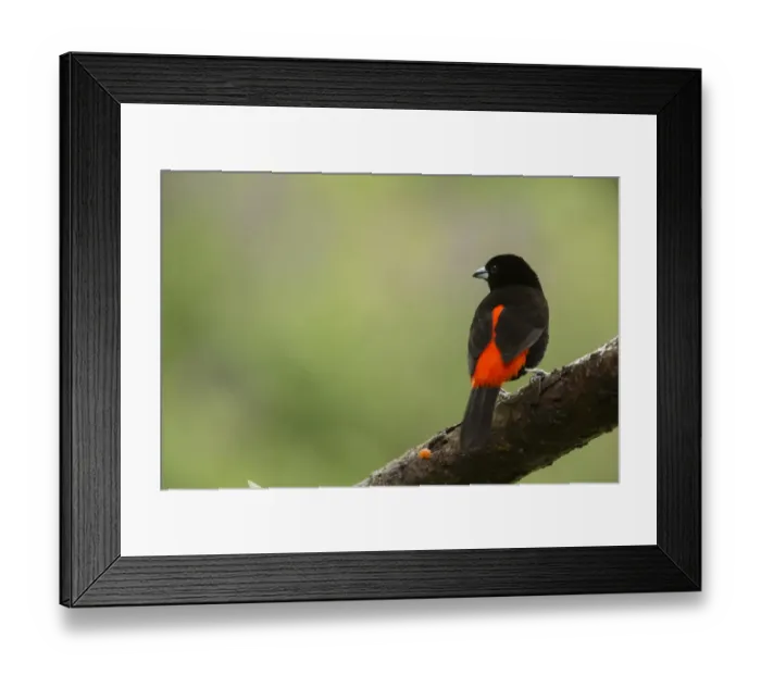 Framed Print : Passerinis Tanager (Ramphocelus passerinii) adult male, perched on branch, Costa Rica, March Framed Print : Passerinis Tanager (Ramphocelus passerinii) adult male, perched on branch, Costa Rica, March