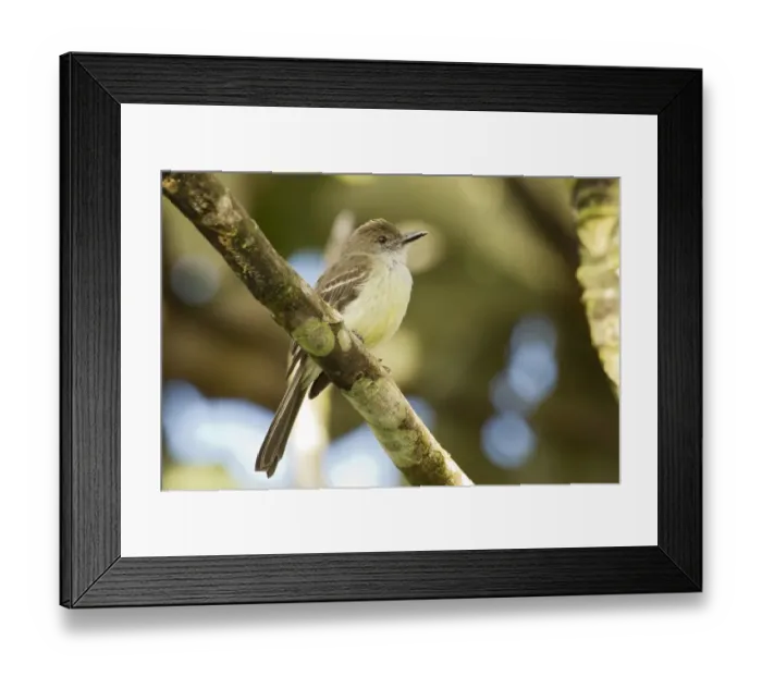 Framed Print : Pale-edged Flycatcher (Myiarchus cephalotes) adult, perched on branch in montane rainforest, Andes, Ecuador, November Framed Print : Pale-edged Flycatcher (Myiarchus cephalotes) adult, perched on branch in montane rainforest, Andes, Ecuador, November
