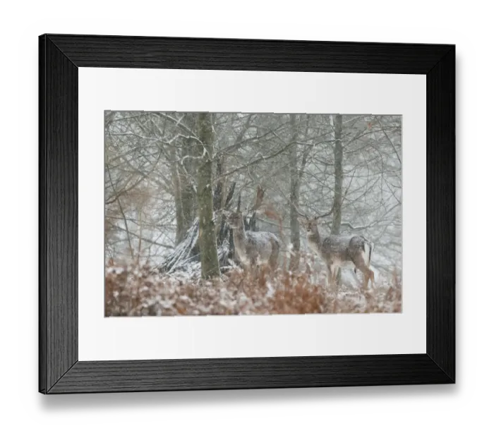 Framed Print : Fallow Deer (Dama dama) two mature bucks, standing in snow covered woodland during snowfall, Kent, England, January Framed Print : Fallow Deer (Dama dama) two mature bucks, standing in snow covered woodland during snowfall, Kent, England, January