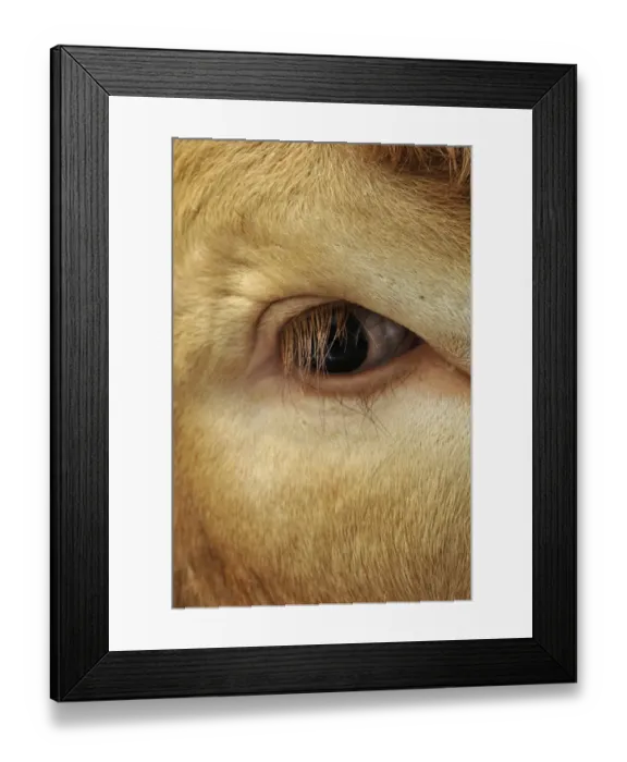 Framed Print : Domestic Cattle, Limousin bull, close-up of eye, England, May Framed Print : Domestic Cattle, Limousin bull, close-up of eye, England, May