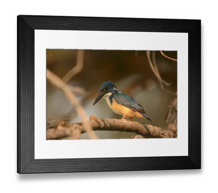 Framed Print : Half-collared Kingfisher (Alcedo semitorquata) adult, perched on branch, Kafue N. P. Zambia, September Framed Print : Half-collared Kingfisher (Alcedo semitorquata) adult, perched on branch, Kafue N. P. Zambia, September