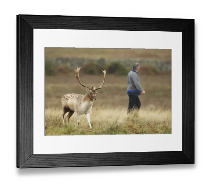Framed Print : Fallow Deer (Dama dama) buck, crossing path in parkland, with walker in background, Bradgate Park, Leicestershire