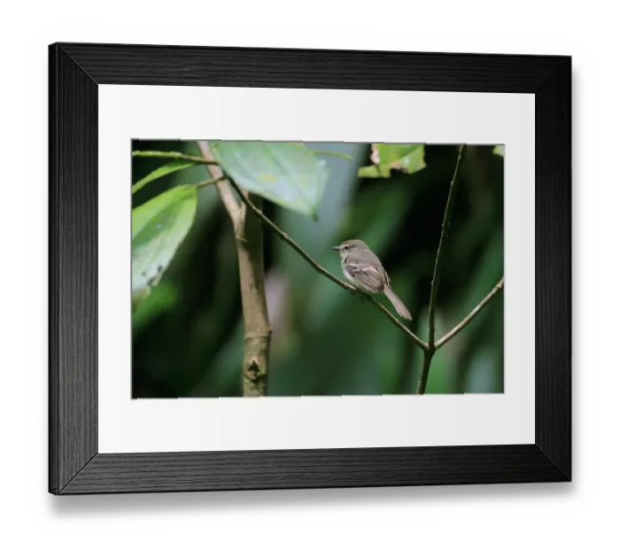 Framed Print : Fuscous Flycatcher (Cnemotriccus fuscatus) adult, perched on twig, Tobago, Trinidad and Tobago, April Framed Print : Fuscous Flycatcher (Cnemotriccus fuscatus) adult, perched on twig, Tobago, Trinidad and Tobago, April