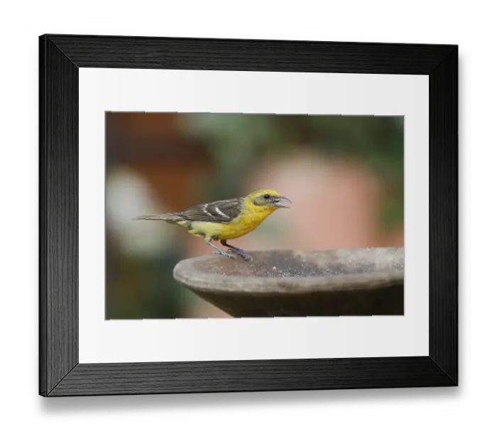 Framed Print : Flame-colored Tanager (Piranga bidentata) adult female, with beak open, perched on birdbath, Costa Rica, April Framed Print : Flame-colored Tanager (Piranga bidentata) adult female, with beak open, perched on birdbath, Costa Rica, April