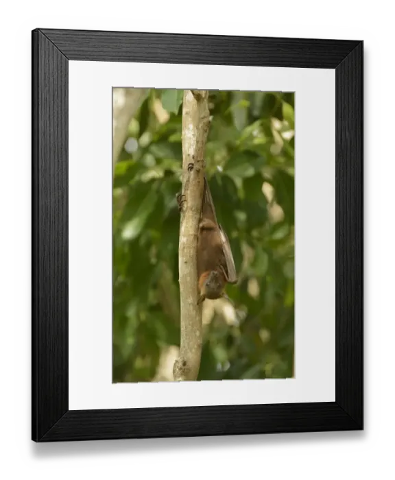 Framed Print : Little Red Flying Fox (Pteropus scapulatus) adult, hanging from tree branch in daytime roost, Queensland, Australia Framed Print : Little Red Flying Fox (Pteropus scapulatus) adult, hanging from tree branch in daytime roost, Queensland, Australia