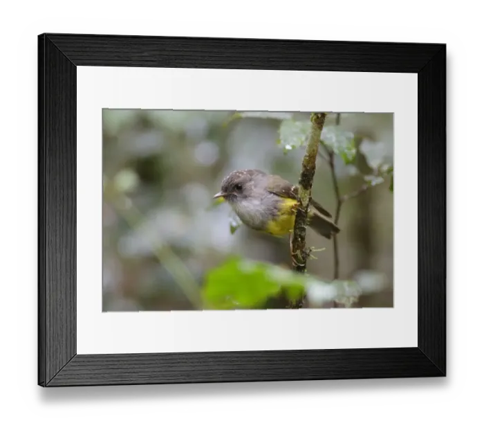 Framed Print : Yellow-bellied Flyrobin (Eopsaltria flaviventris) juvenile, perched on twig, Parc Riviere Bleue, Grande Terre