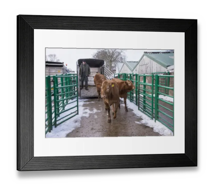 Framed Print : Domestic Cattle, store beef cattle, being unloaded from trailer at livestock market, Kirkby Stephen Cattle Market