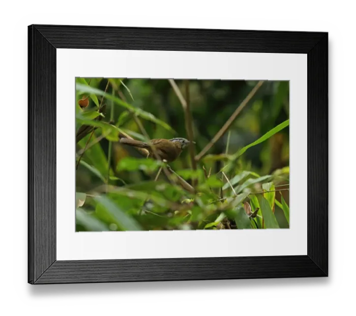 Framed Print : Grey-throated Babbler (Stachyris nigriceps) adult, creeping through low vegetation, Doi Inthanon N. P Framed Print : Grey-throated Babbler (Stachyris nigriceps) adult, creeping through low vegetation, Doi Inthanon N. P