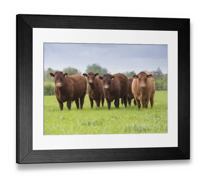 Framed Print : Domestic Cattle, Red Ruby Devon herd, standing in pasture, Exeter, Devon, England, May Framed Print : Domestic Cattle, Red Ruby Devon herd, standing in pasture, Exeter, Devon, England, May