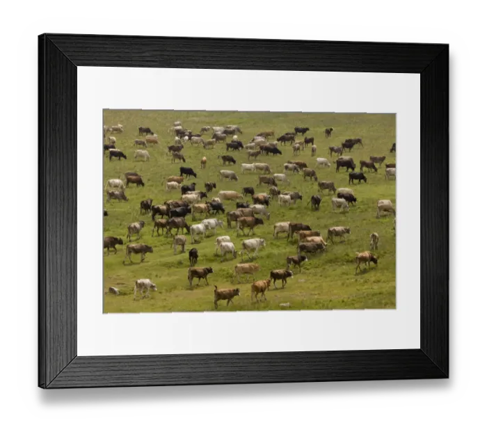 Framed Print : Domestic Cattle, herd, grazing on high pasture, eastern side of Cam Pass (Cam Gecidi), Anatolia, Turkey, July Framed Print : Domestic Cattle, herd, grazing on high pasture, eastern side of Cam Pass (Cam Gecidi), Anatolia, Turkey, July
