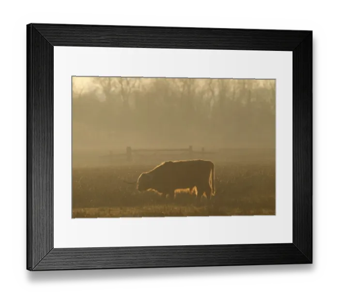 Framed Print : Domestic Cattle, Highland bull, backlit at sunset, used for conservation grazing management on wetland reserve Framed Print : Domestic Cattle, Highland bull, backlit at sunset, used for conservation grazing management on wetland reserve